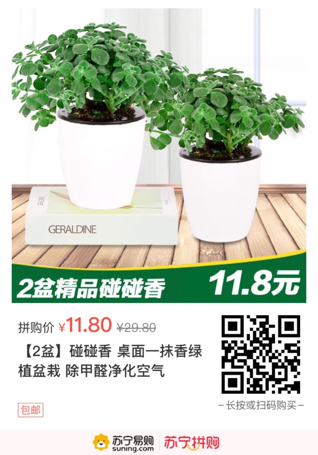 【苏宁】碰碰香 桌面一抹香绿植盆栽2盆 除甲醛净化空气