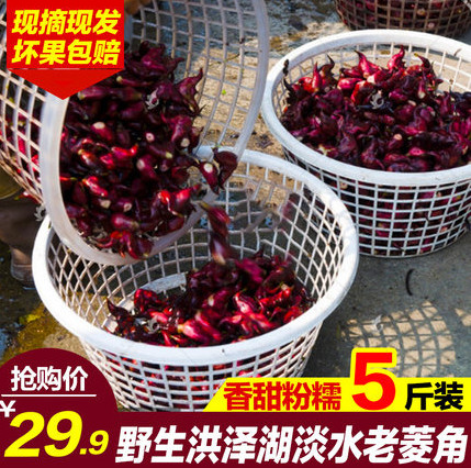 【鲜君子旗舰店】洪泽湖新鲜现摘菱角5斤装