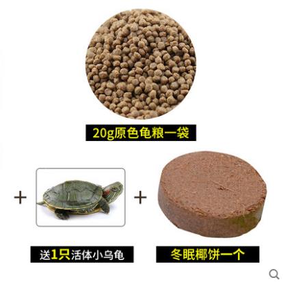 【拍最后一项】50天龟粮+小乌龟一只+冬眠椰饼