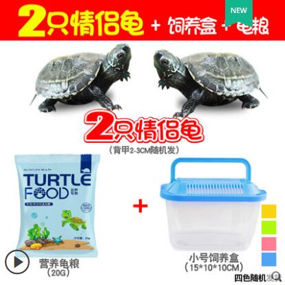 【两只可以作伴的小乌龟】2只情侣龟+饲料盒+龟粮